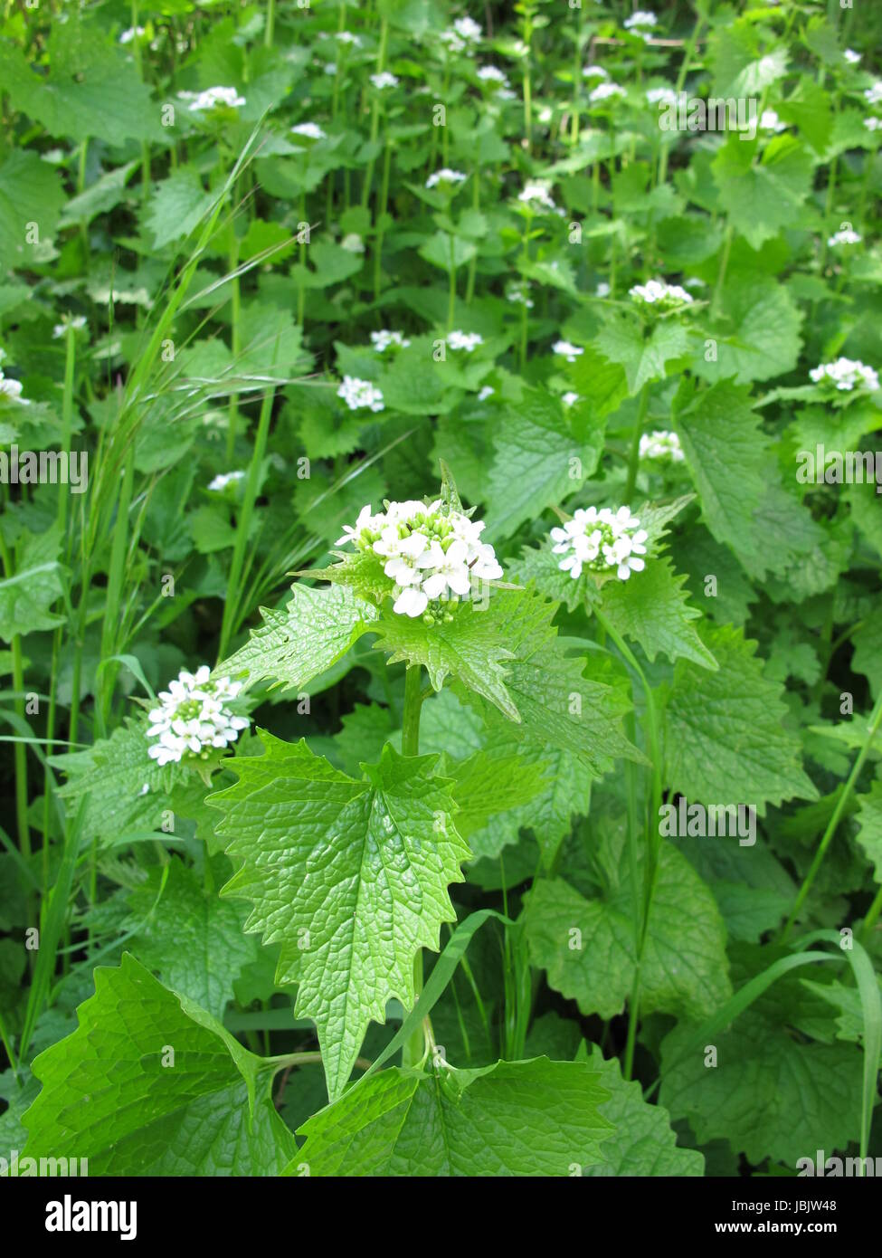knoblauchsrauke Stock Photo