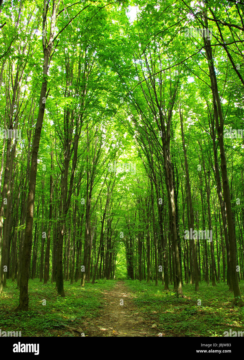 a path is in the green forest Stock Photo - Alamy