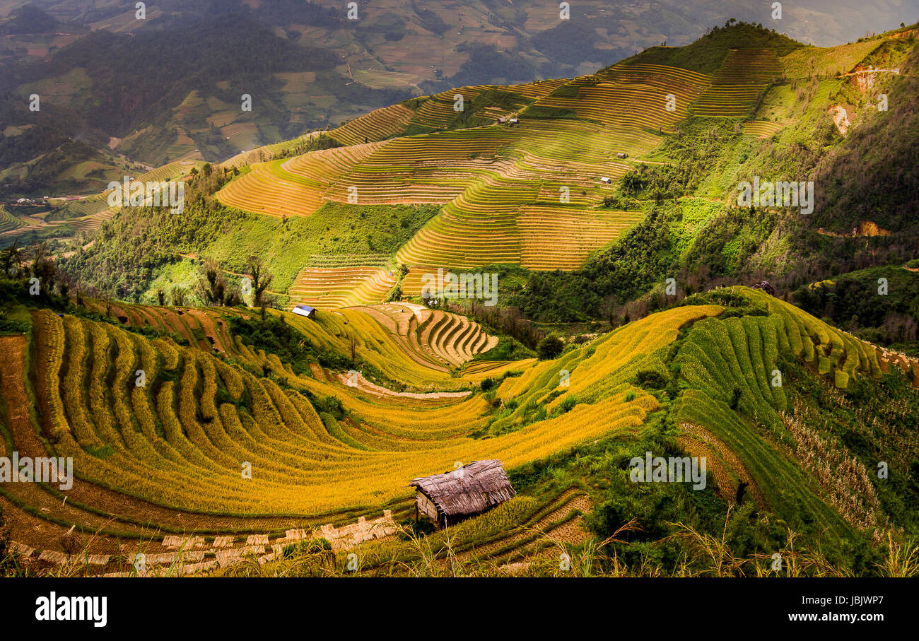 Viet Nam Mu Cang Chai Terraced Rice Fields On Harvest Season Or Golden 