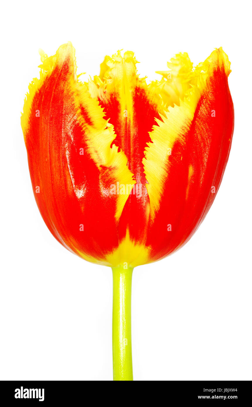 yellow tulip isolated on white Stock Photo - Alamy