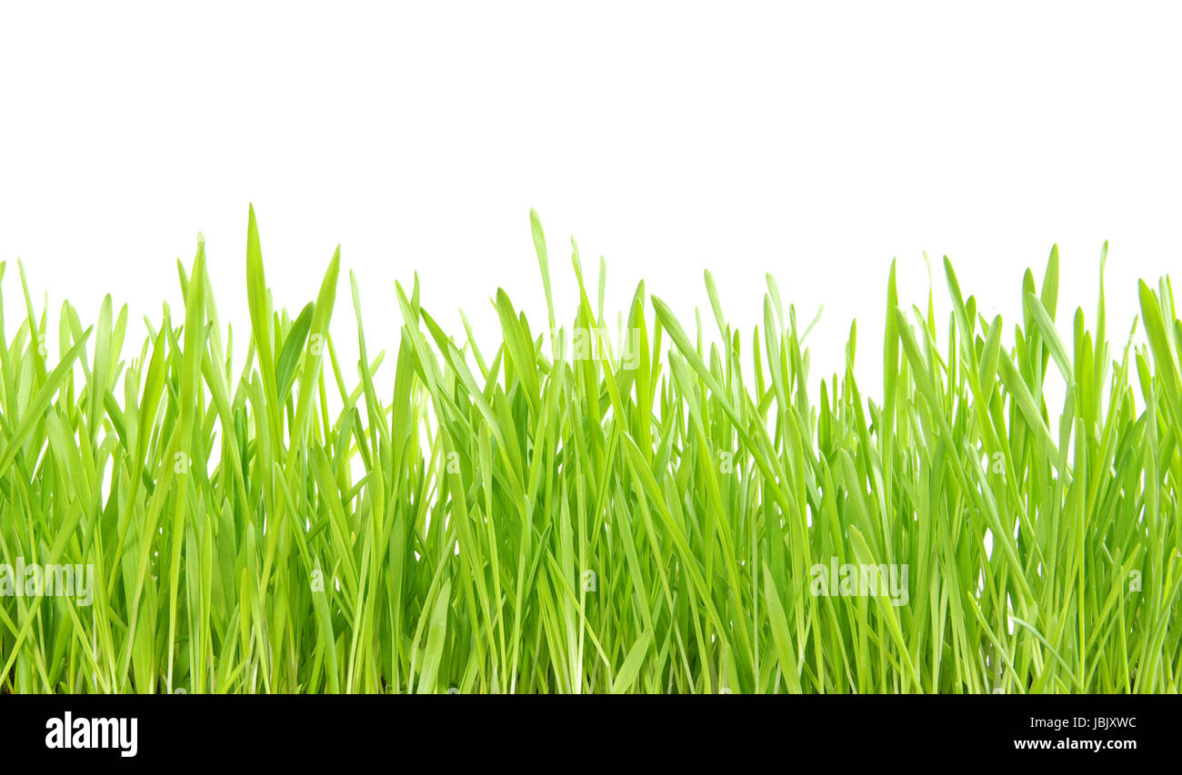 Green grass isolated on white background Stock Photo - Alamy