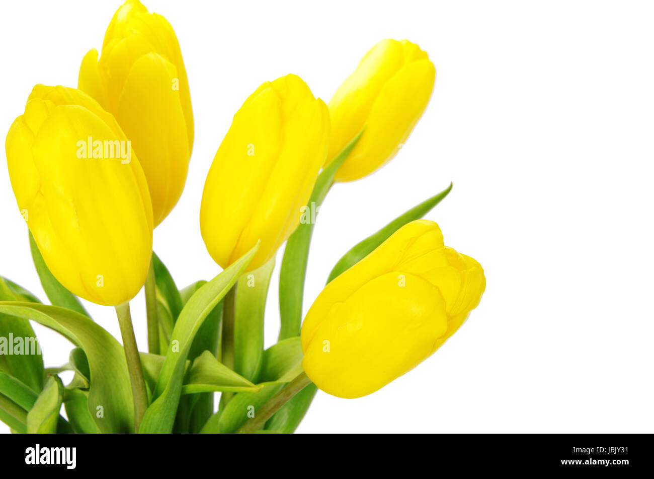 yellow tulips isolated on white background Stock Photo - Alamy