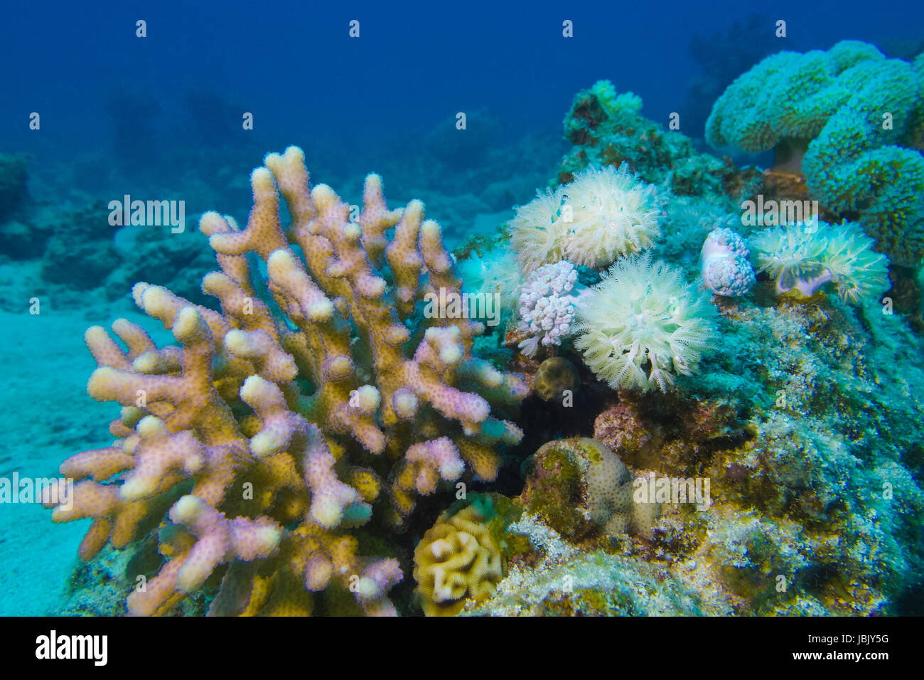 coral reef with hard and soft corals at the bottom of tropical sea Stock Photo