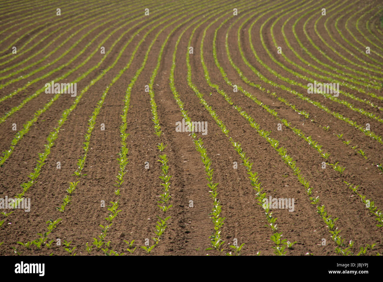 cornfield rows in spring Stock Photo - Alamy