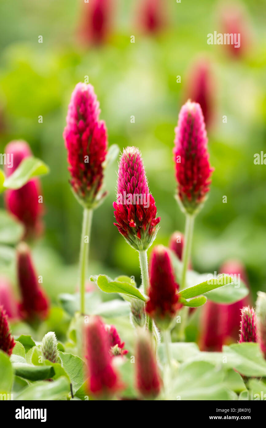 Beautiful Crimson clover flower field Stock Photo