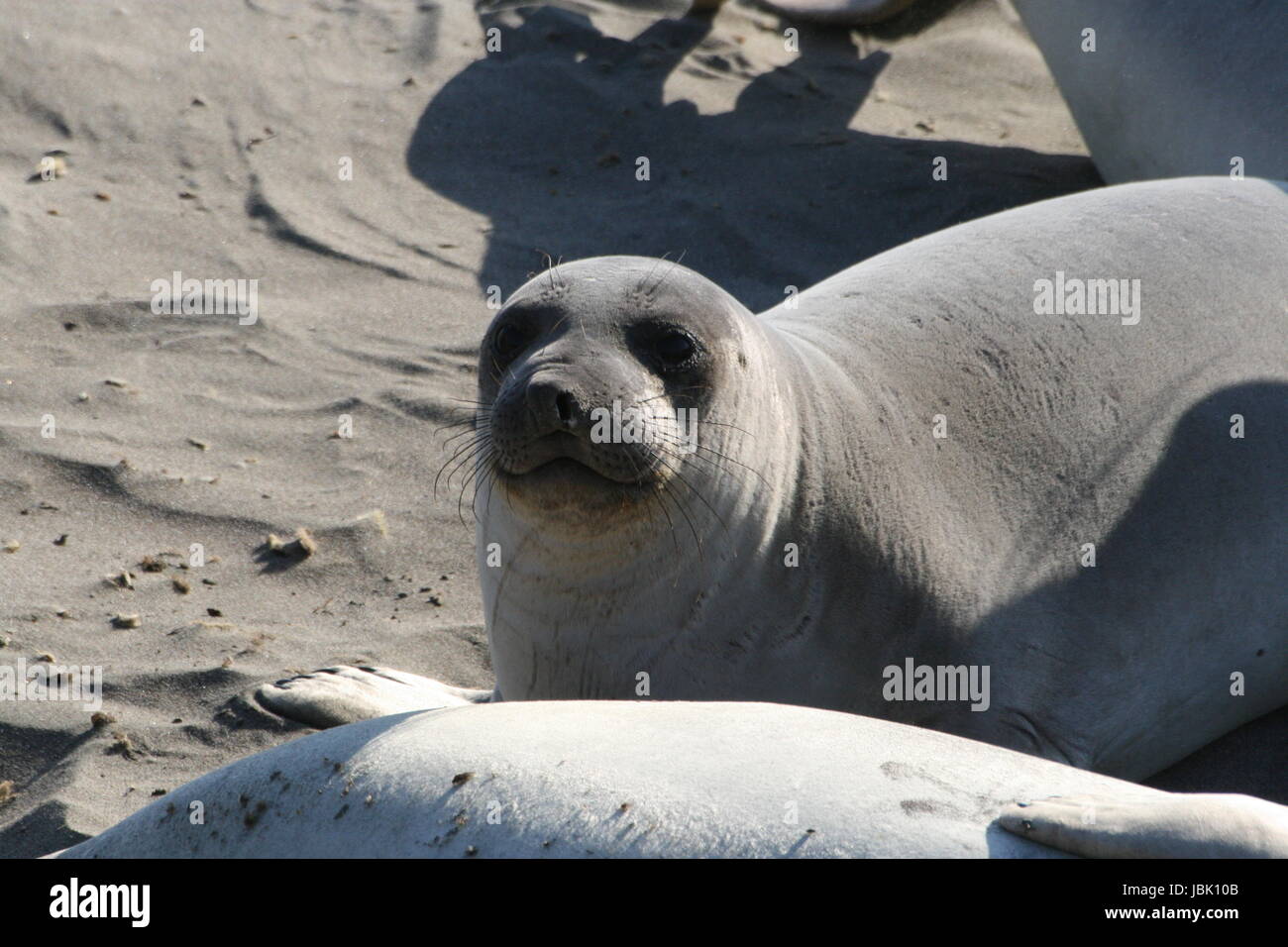 elephant seal at the beach Stock Photo