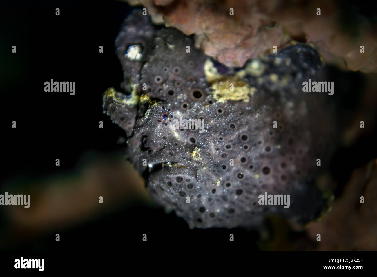 Black Painted Frogfish (Antennarius pictus) sitting in a sponge in the Lembeh Strait Stock Photo