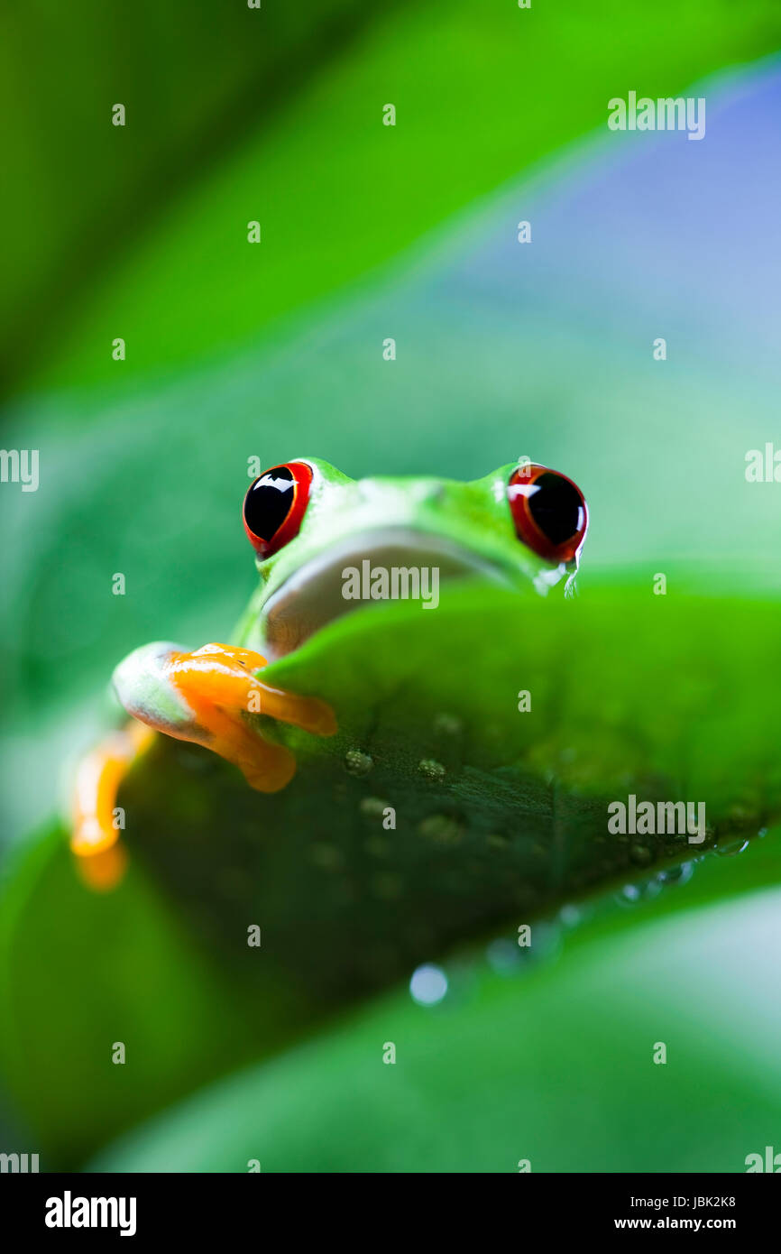 greenback tree frog Stock Photo - Alamy