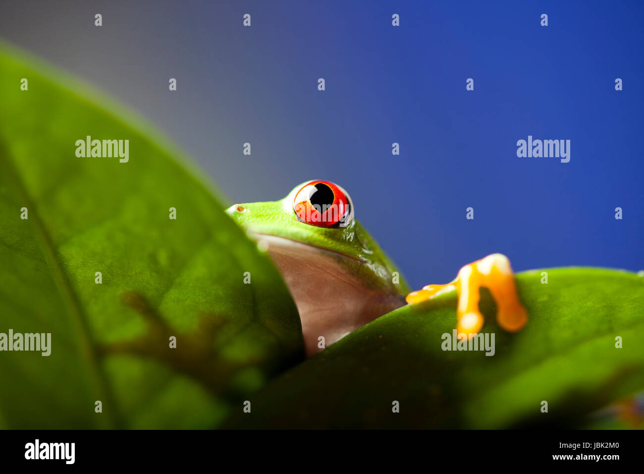 greenback tree frog Stock Photo - Alamy