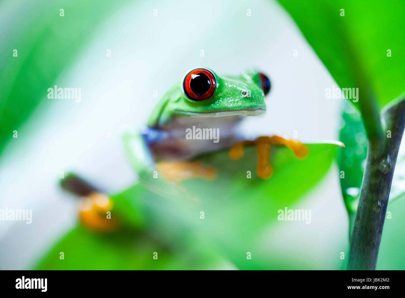greenback tree frog Stock Photo - Alamy