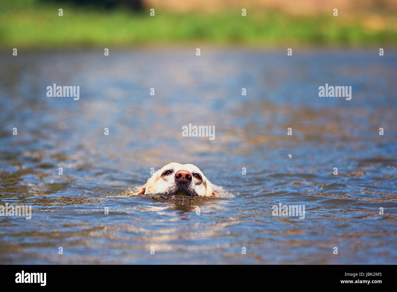 Summer time with dog. Labrador retriever is swimming in the river. Stock Photo