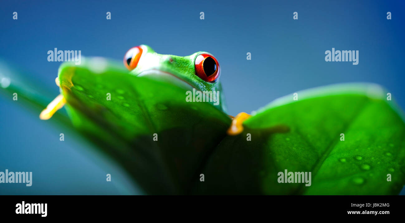 greenback tree frog Stock Photo - Alamy