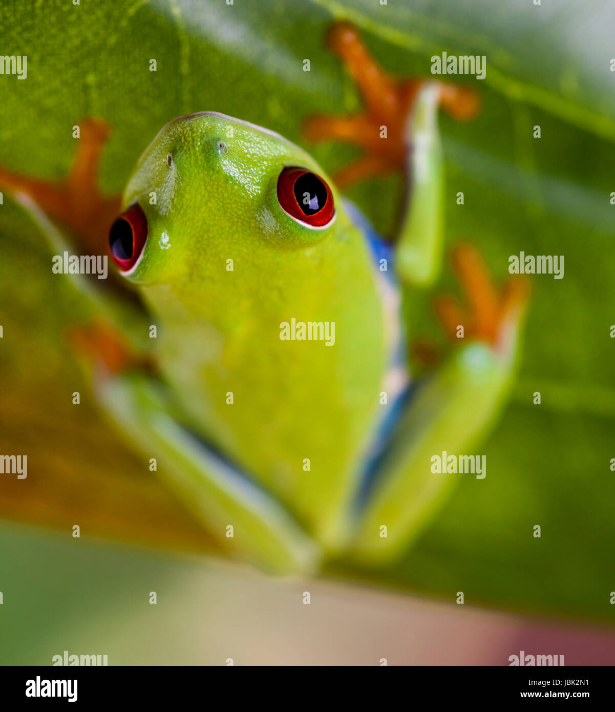 greenback tree frog Stock Photo - Alamy