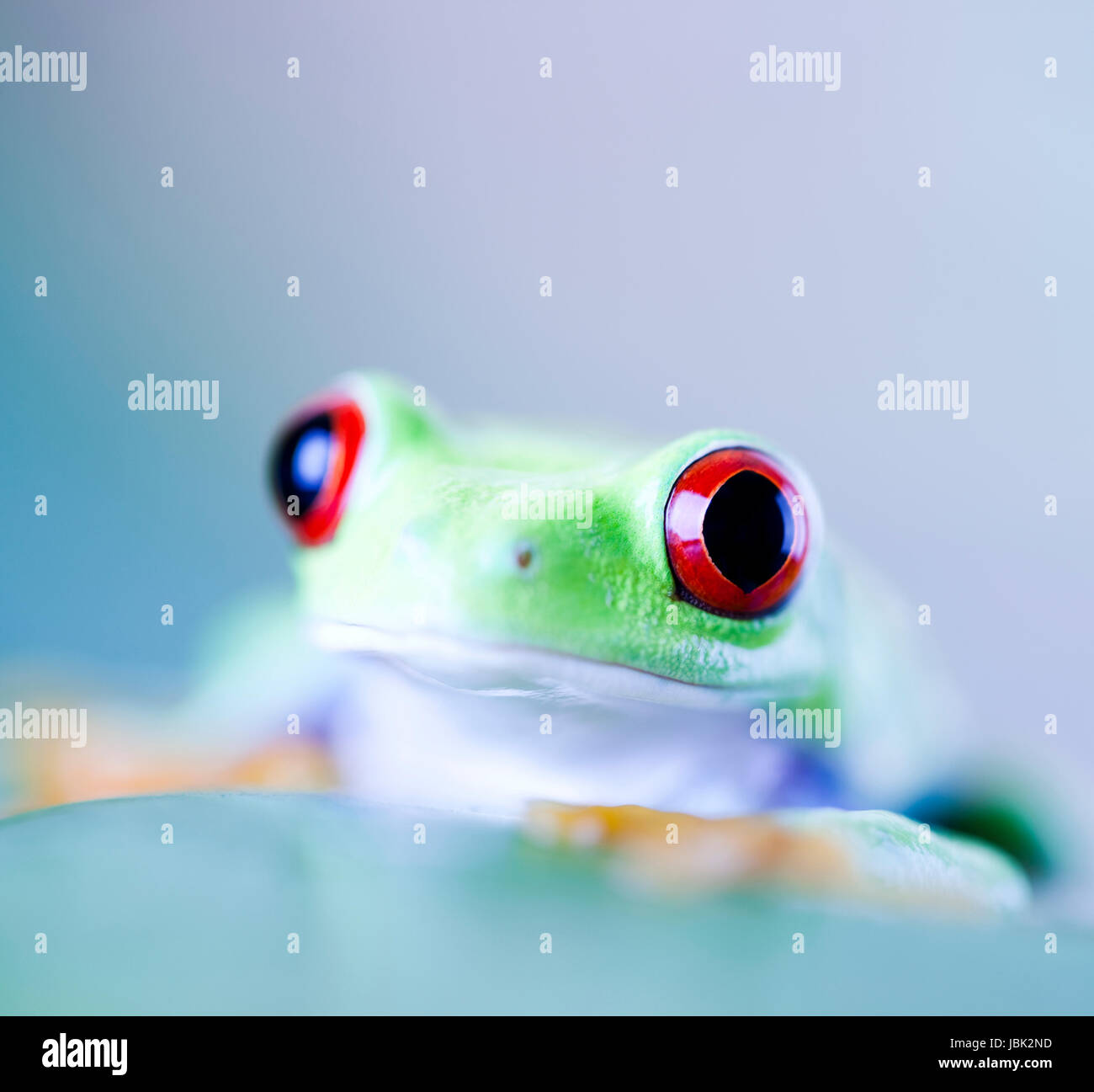 greenback tree frog Stock Photo - Alamy