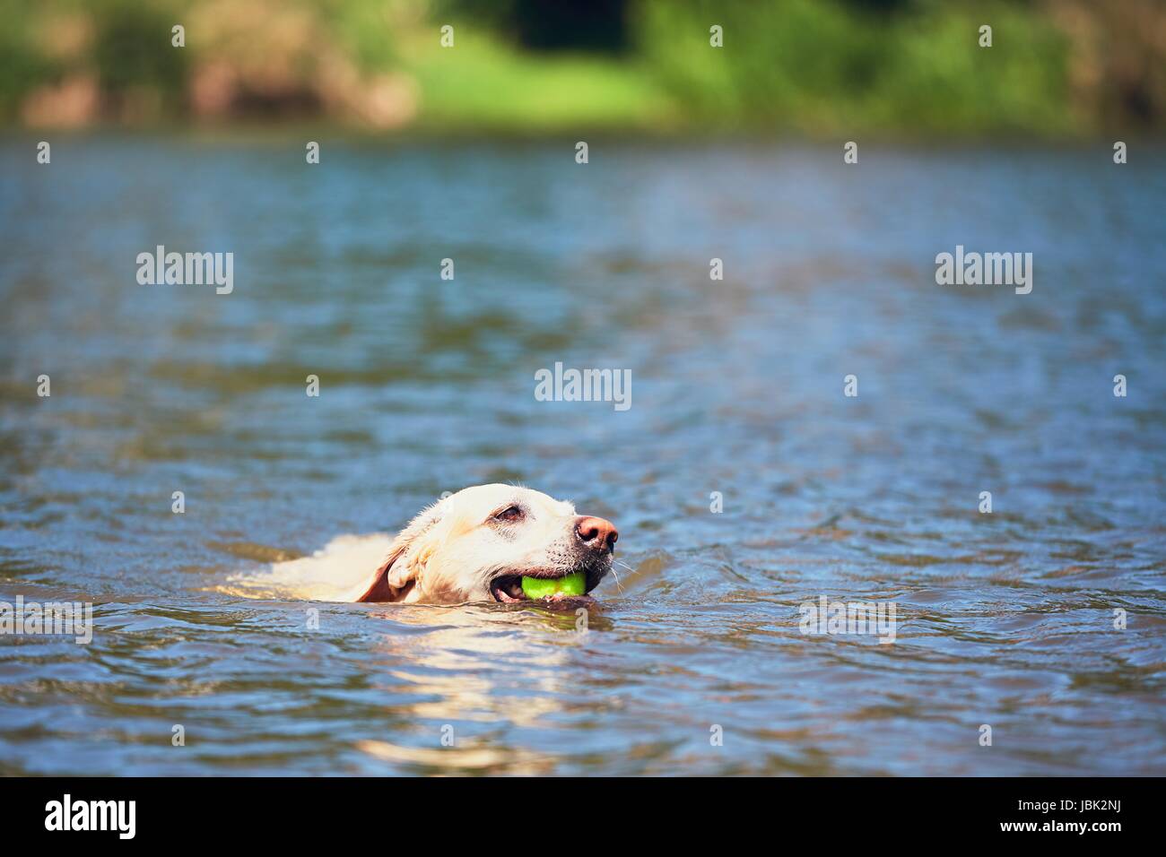 Summer time with dog. Labrador retriever with tennis ball is swimming in the river. Stock Photo