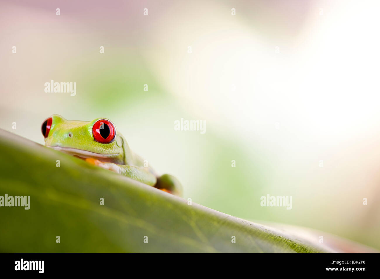 greenback tree frog Stock Photo - Alamy