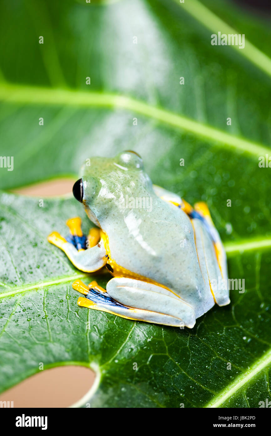greenback tree frog Stock Photo - Alamy
