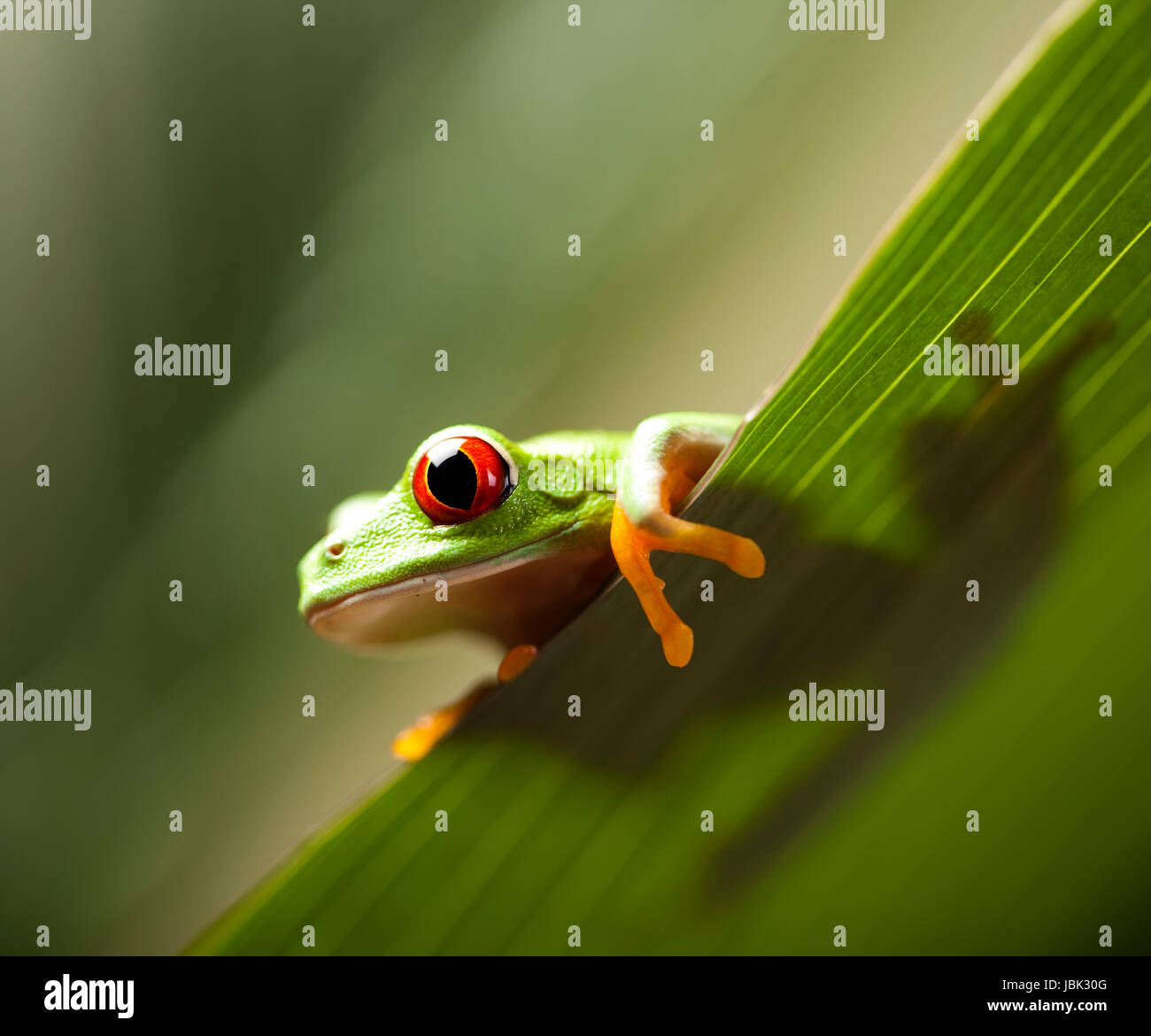 greenback tree frog Stock Photo - Alamy