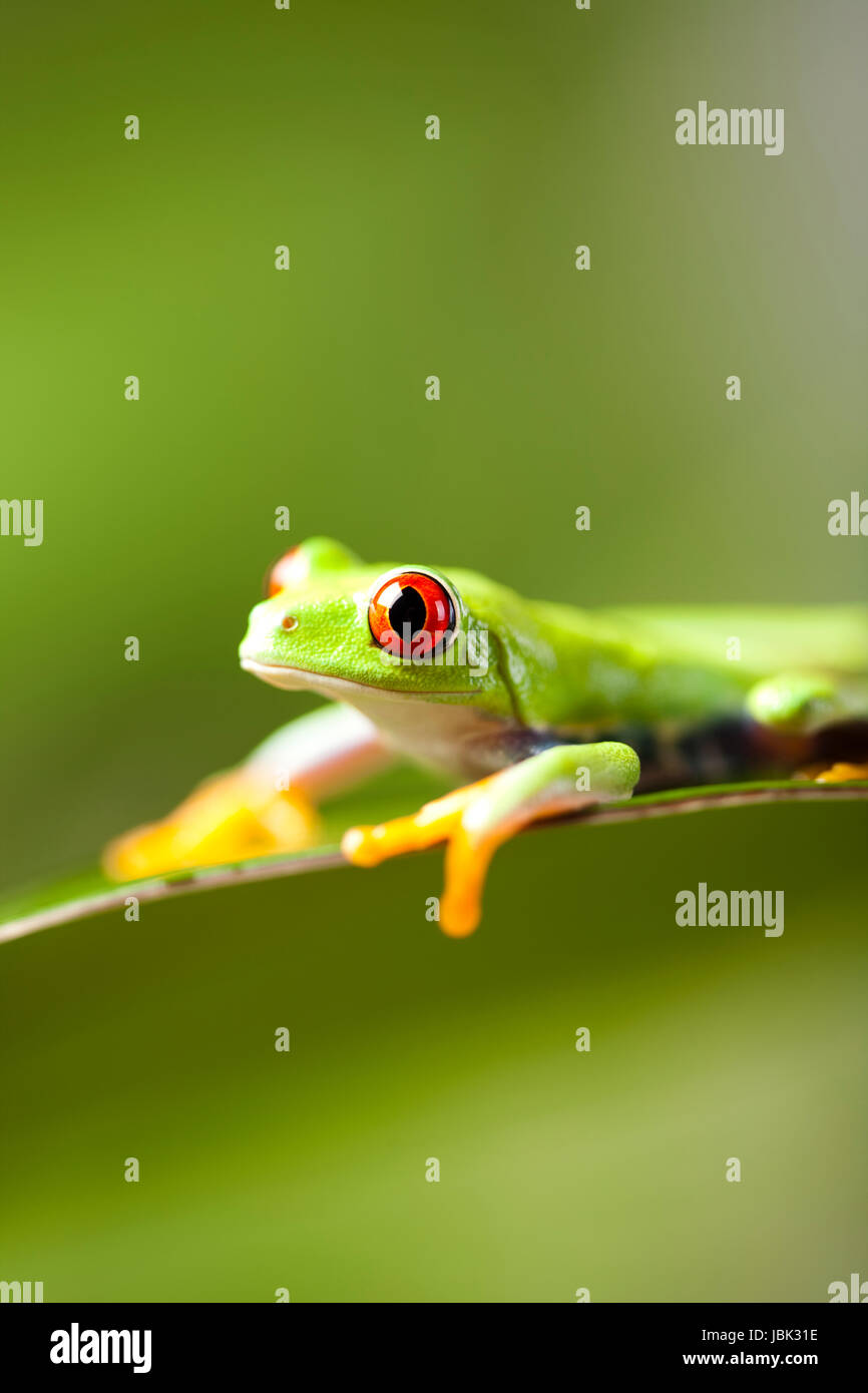 greenback tree frog Stock Photo - Alamy