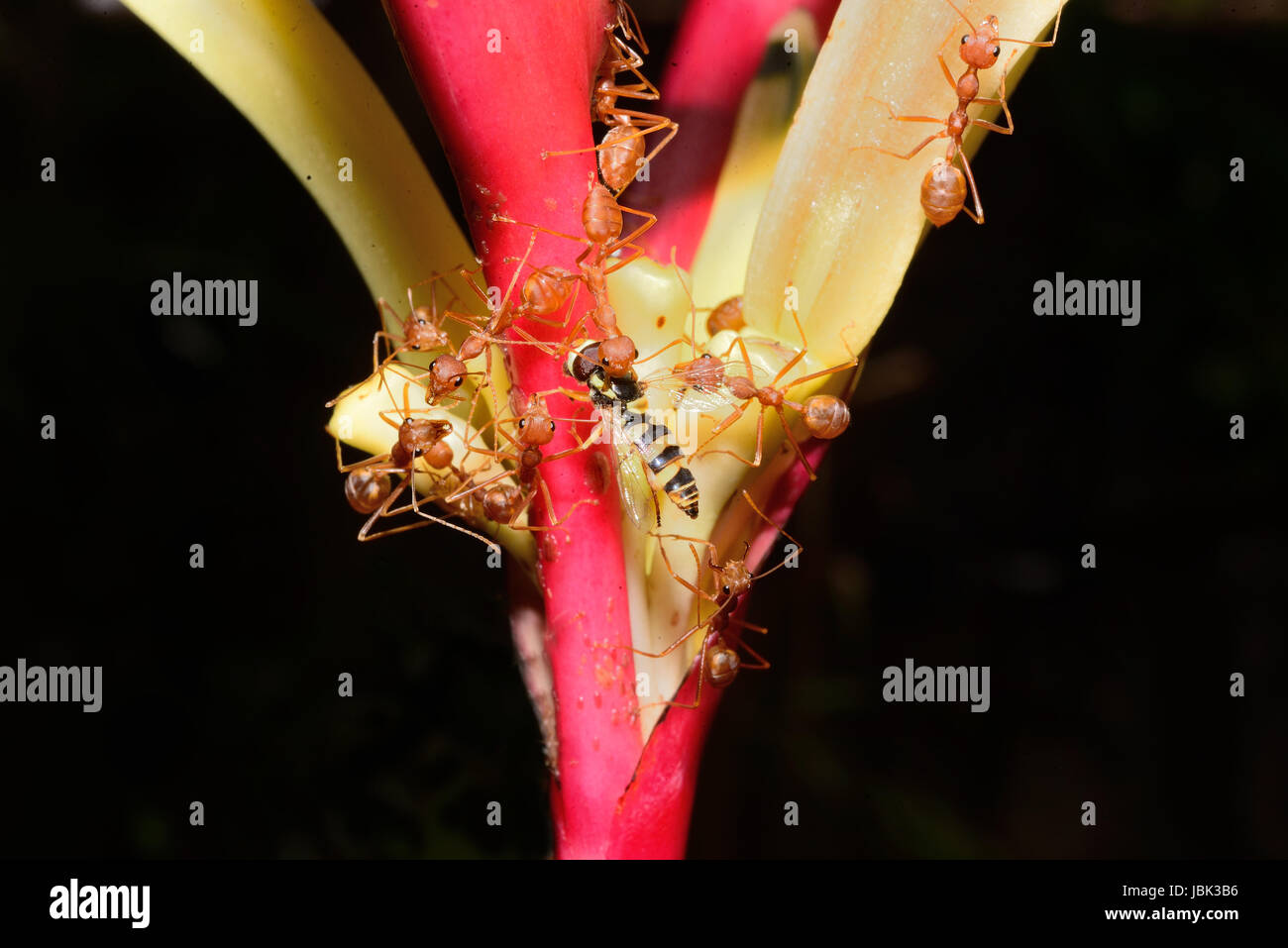 red ant's victim Stock Photo