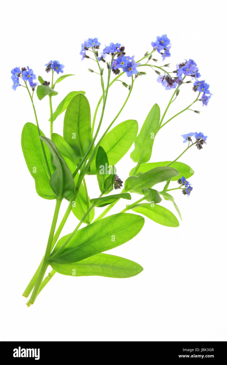 Vergissmeinnicht (Myosotis) blühende Pflanze freigestellt vor weißem  Hintergrund Stock Photo - Alamy