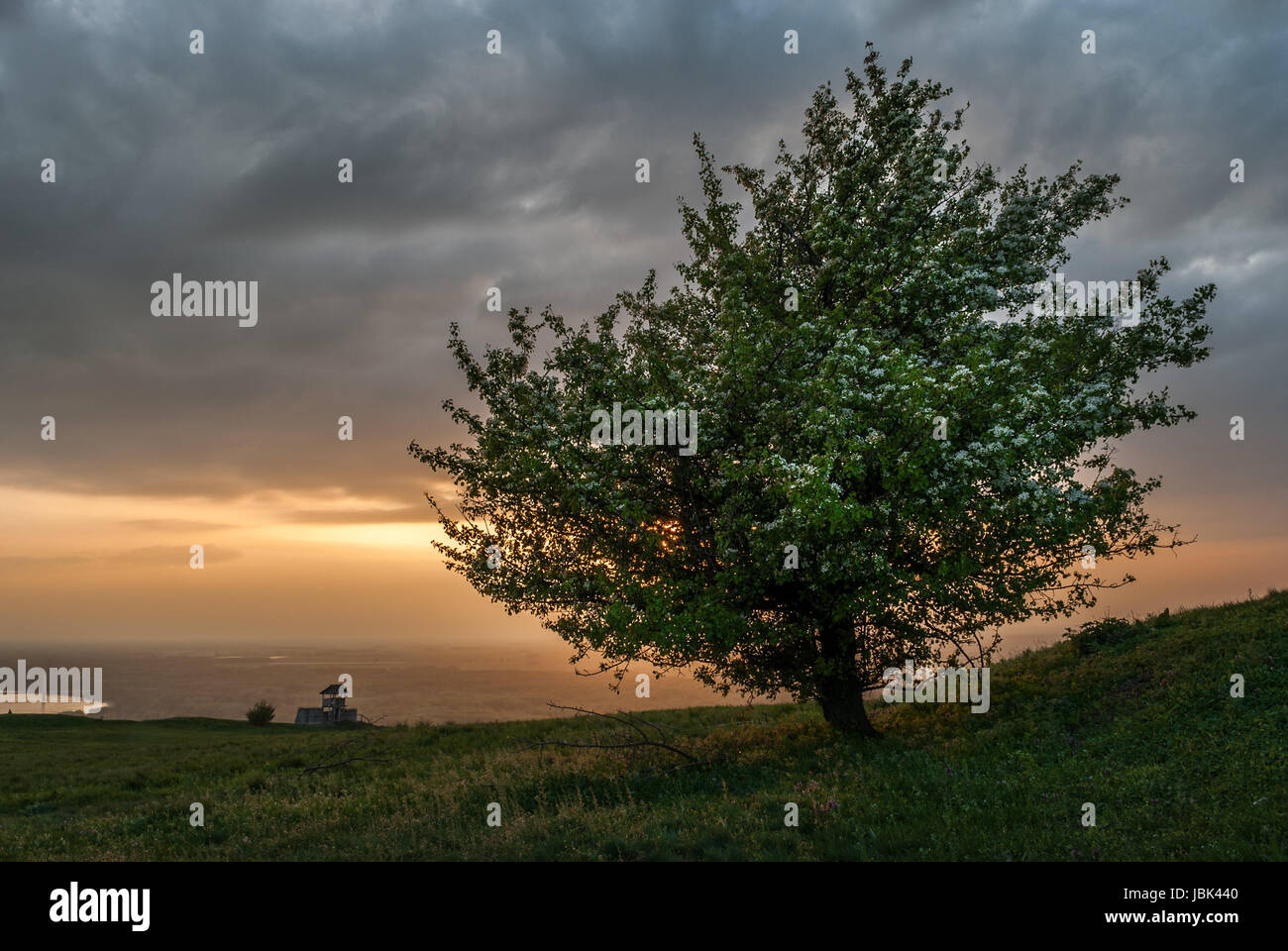 Lonely tree on the hill at sunset Stock Photo - Alamy