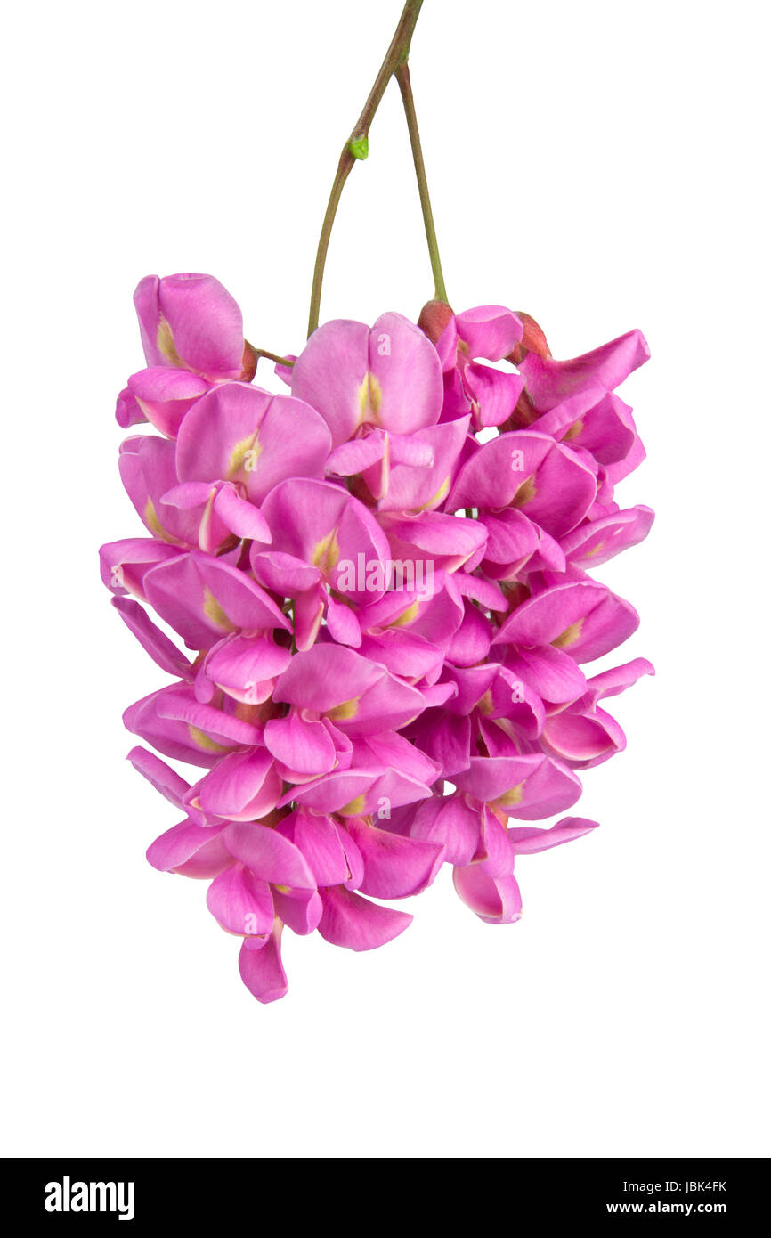 close up of purple sophora flower isolated on white background Stock Photo