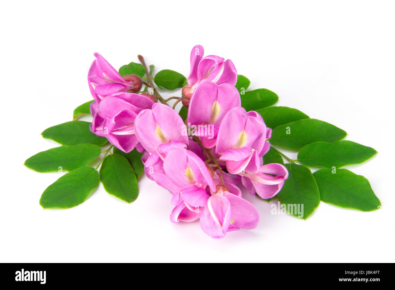 close up of purple sophora flower isolated on white background Stock Photo