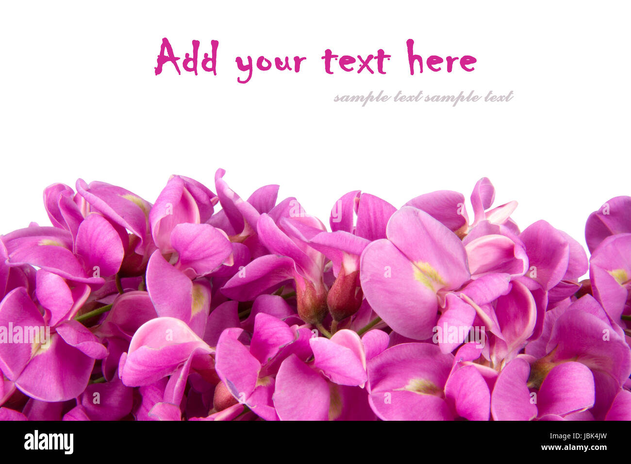 close up of purple sophora flower isolated on white background with sample text Stock Photo