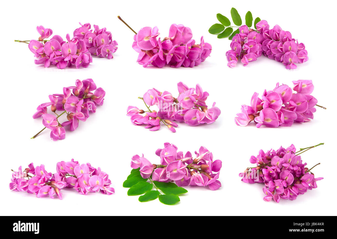 collection of purple sophora flower isolated on white background Stock Photo