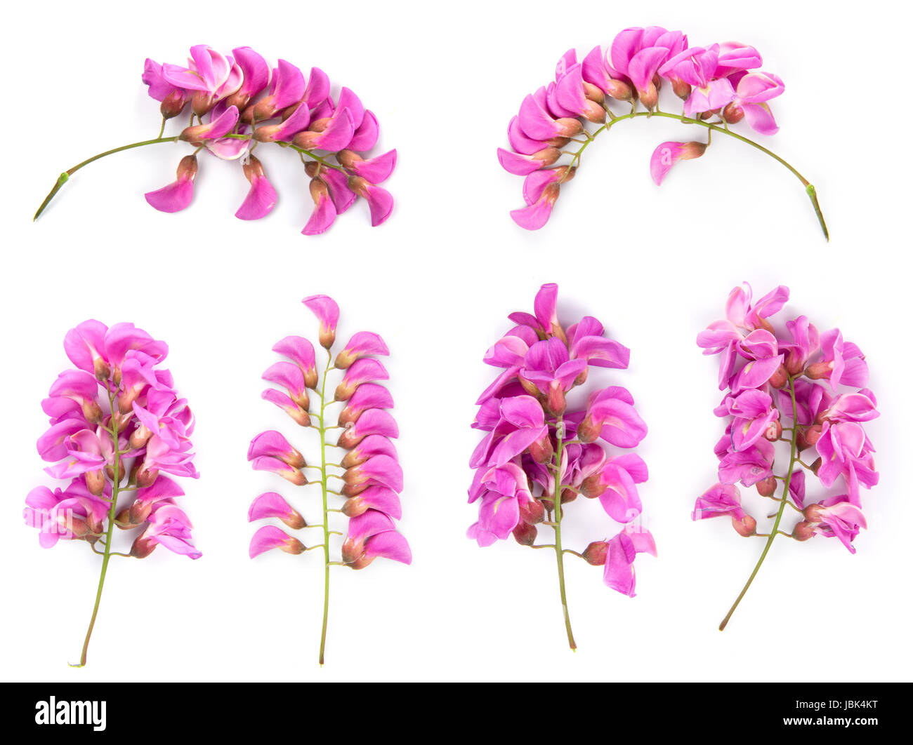 collection of purple sophora flower isolated on white background Stock Photo