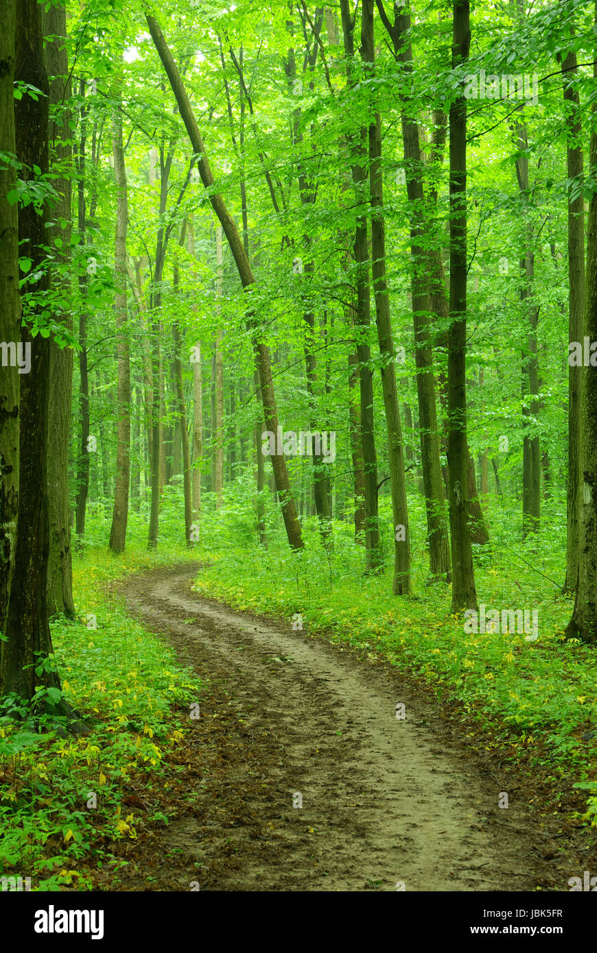 a path is in the green forest Stock Photo - Alamy