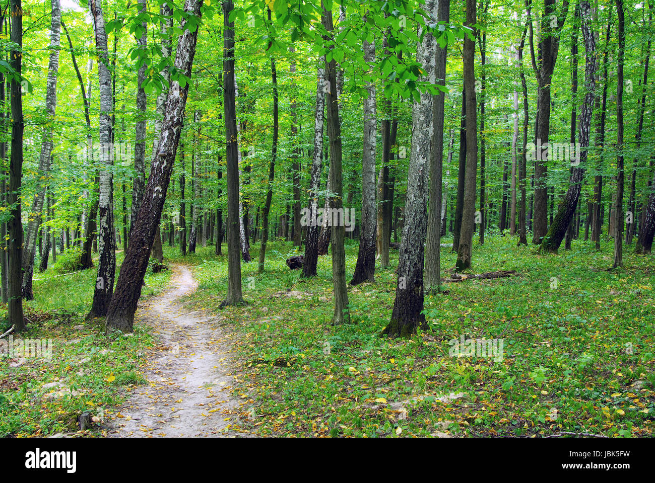 forest trees. nature green wood backgrounds Stock Photo - Alamy