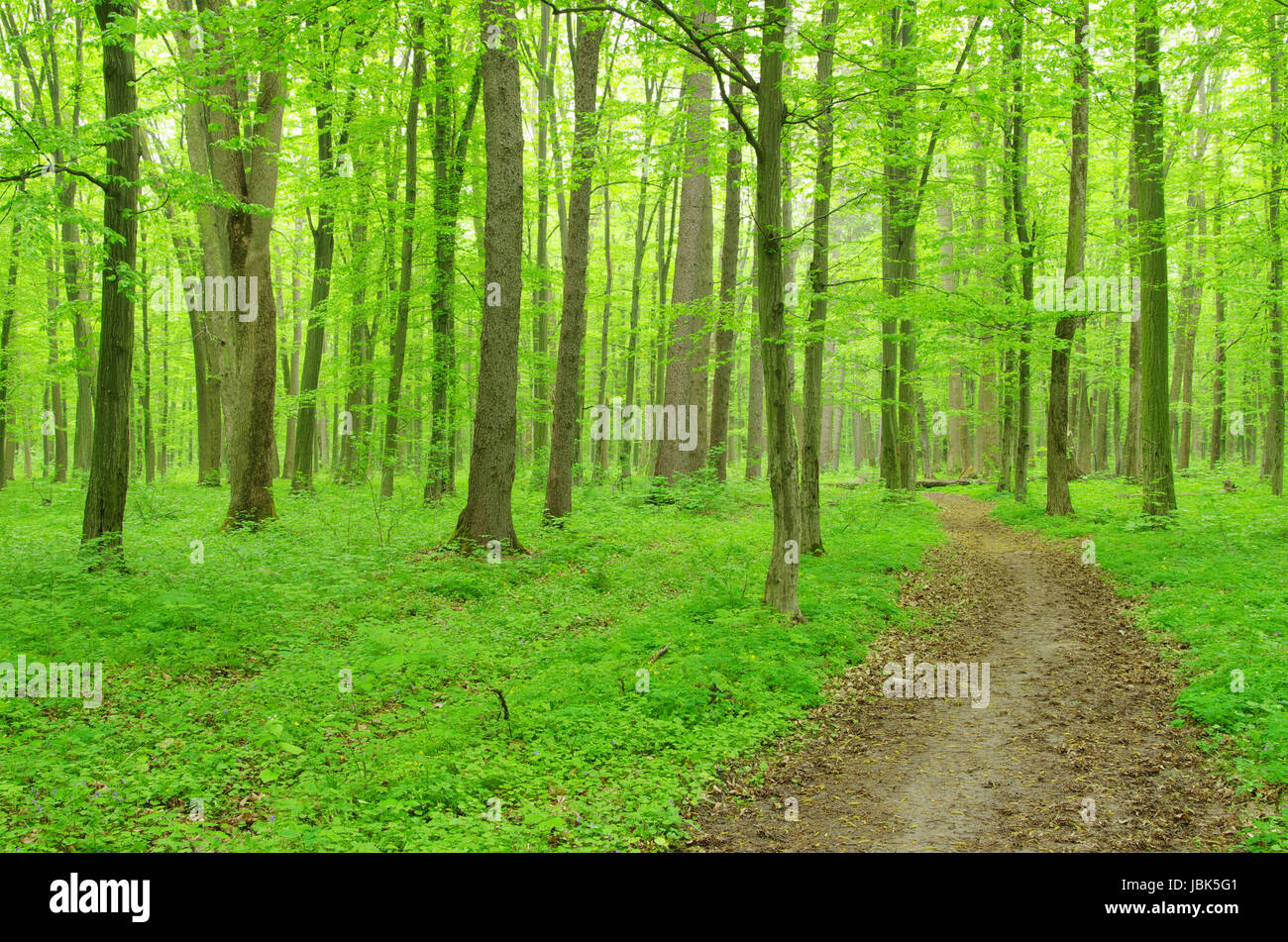 a path is in the green forest Stock Photo - Alamy