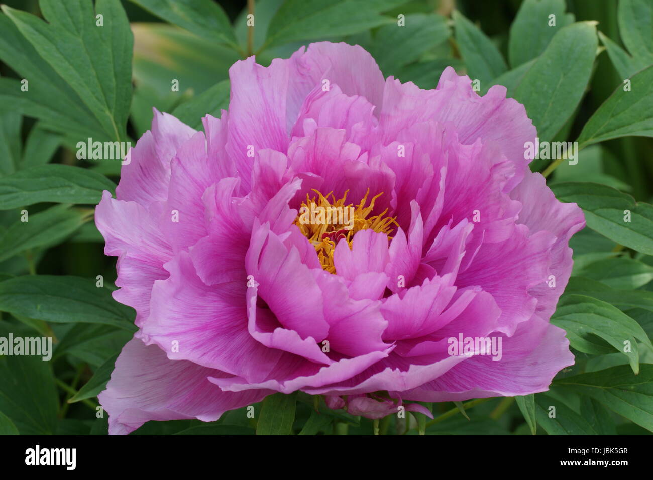 Tree peony paeonia suffruticosa bloom hires stock photography and