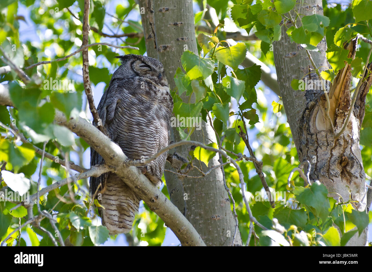 Great Horned Owl Perched on a Branch in a Tree Stock Photo