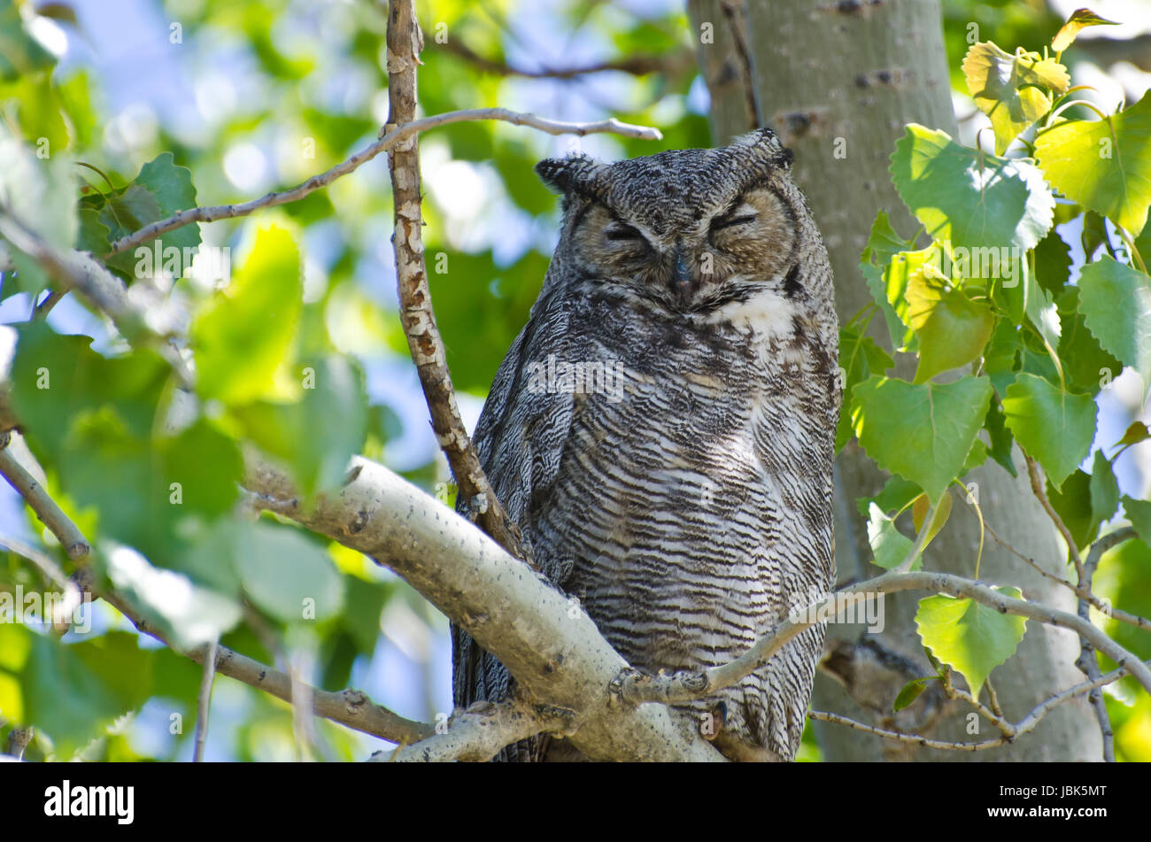 Great Horned Owl Perched on a Branch in a Tree Stock Photo