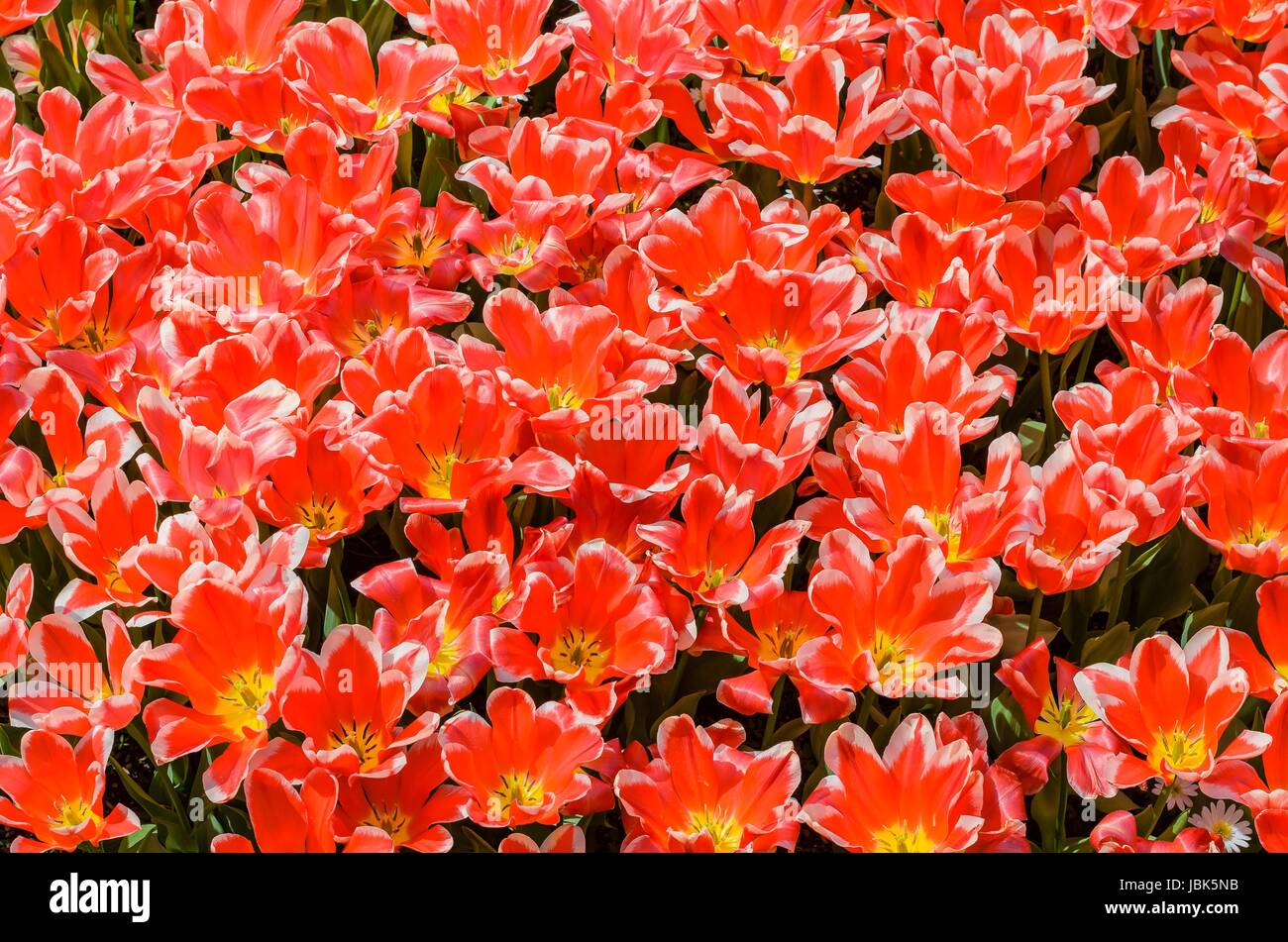 Aufgeblühte Tulpen Stock Photo