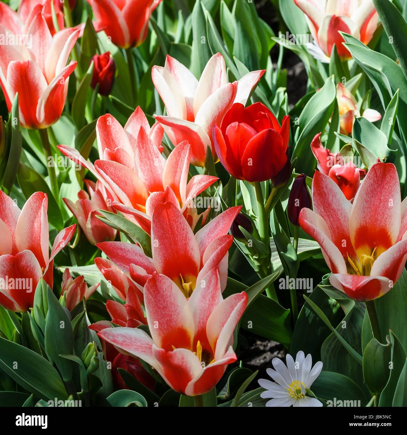 Rotweisse Tulpen mit gelbem Stempel Stock Photo