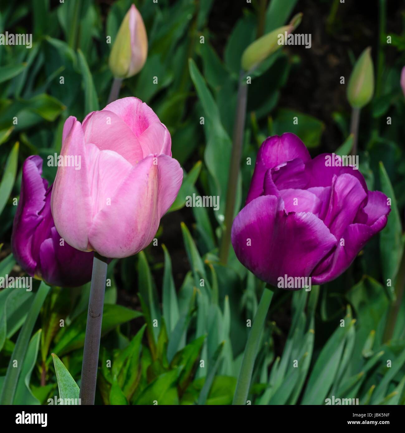 Tulpenpaar Stock Photo