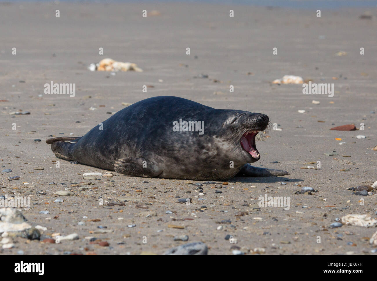 roaring seal Stock Photo