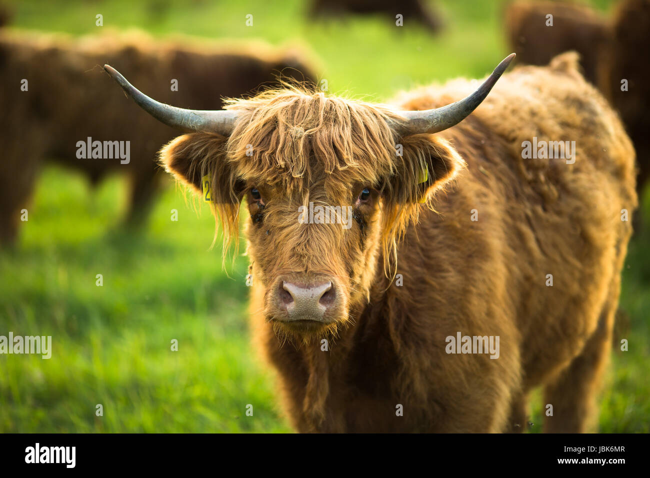 Cows grazing on a lovely green pasture Stock Photo - Alamy