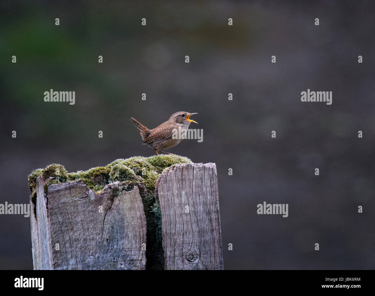 Wren, Troglodytes troglodytes, singing while perched on a moss covered post, UK Stock Photo
