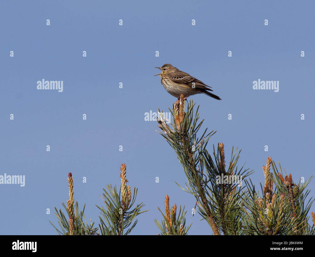 Tree Pipit, Anthus trivialis, calling from top of pine tree in Arne, Dorset, UK Stock Photo
