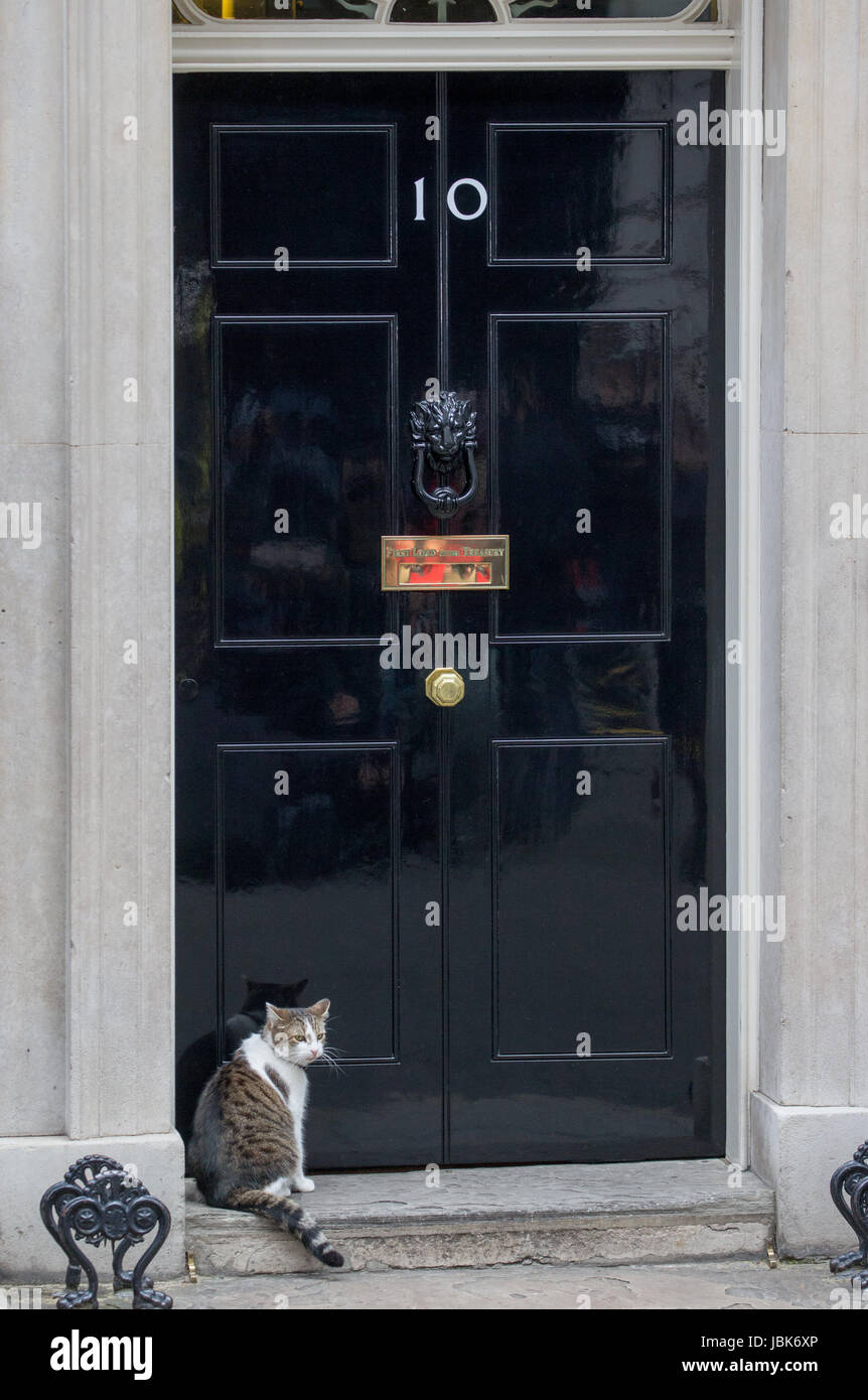 Chief mouser to the office hires stock photography and images