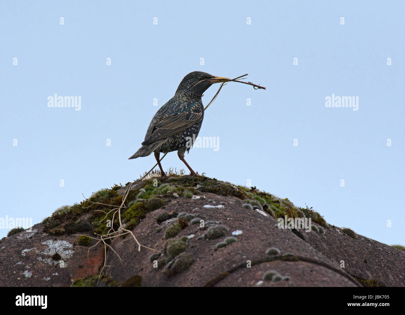Starling, Sturnus vulgaris, perched on moss covered roof carrying nesting material, Lancashire, UK Stock Photo