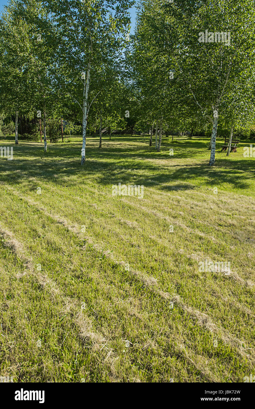 Diagonals made of dry trimmed lawn grass with white birches and blue sky background Stock Photo