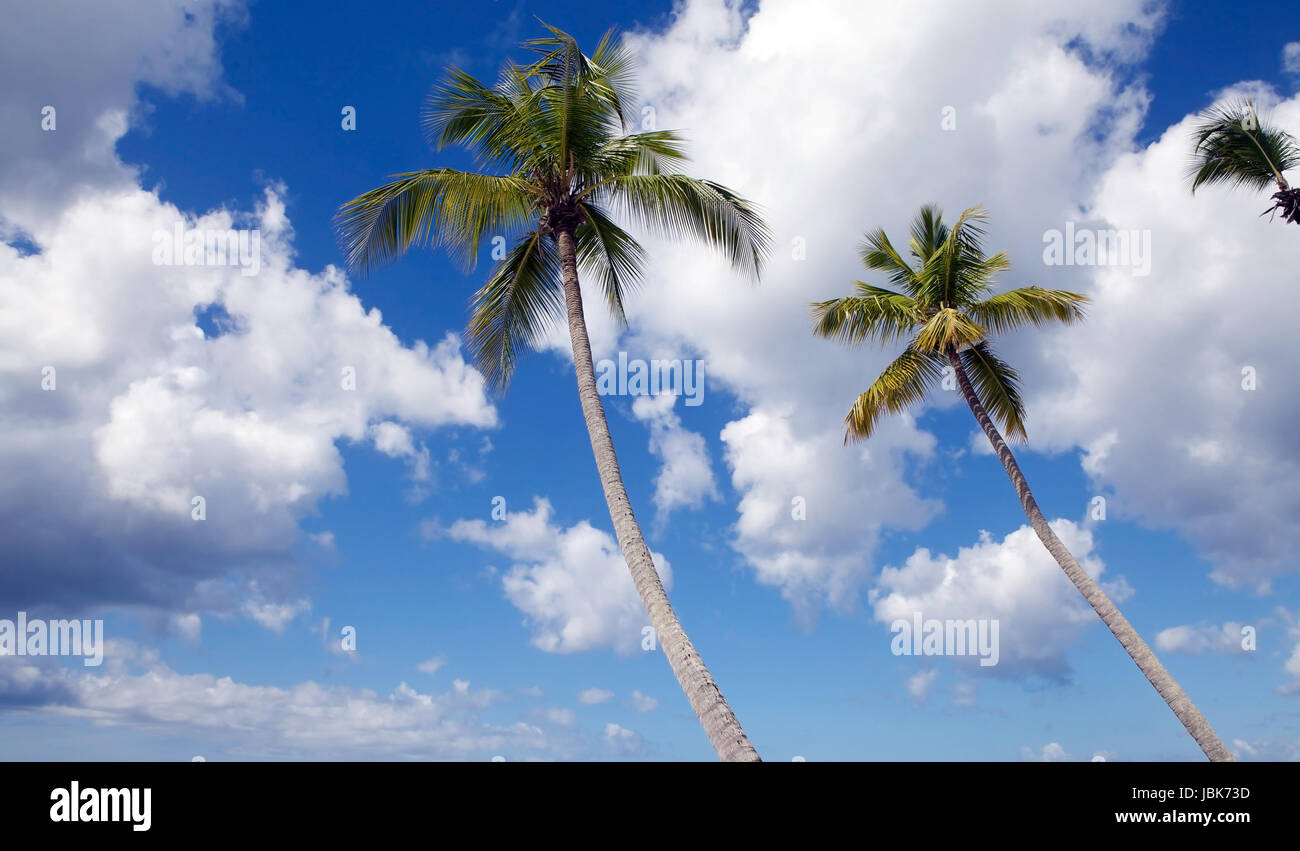 Palm trees with ocean and blue sky and clouds in the background Stock ...