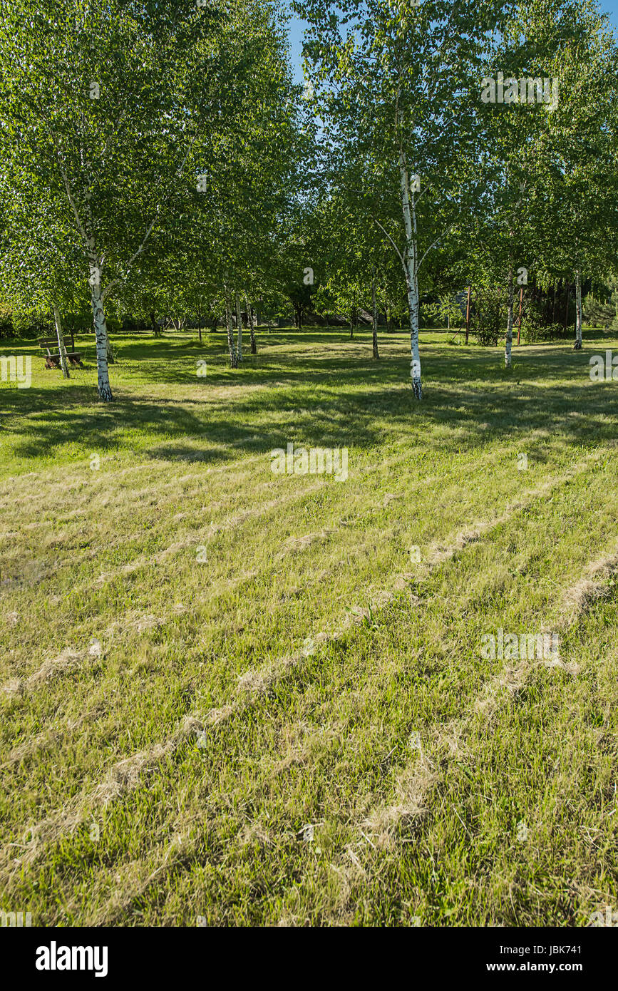 Left to right diagonals made of dry trimmed lawn grass with white birches and blue sky background Stock Photo
