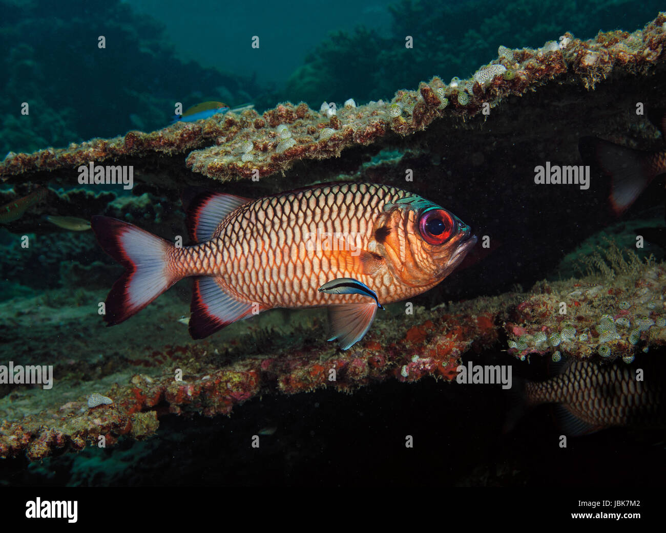 Shadowfin soldierfish, Myripristis adusta, with cleaner wrasse in Indian Ocean, Maldives Stock Photo